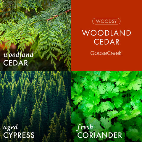Woodland Cedar 3-Wick Candle